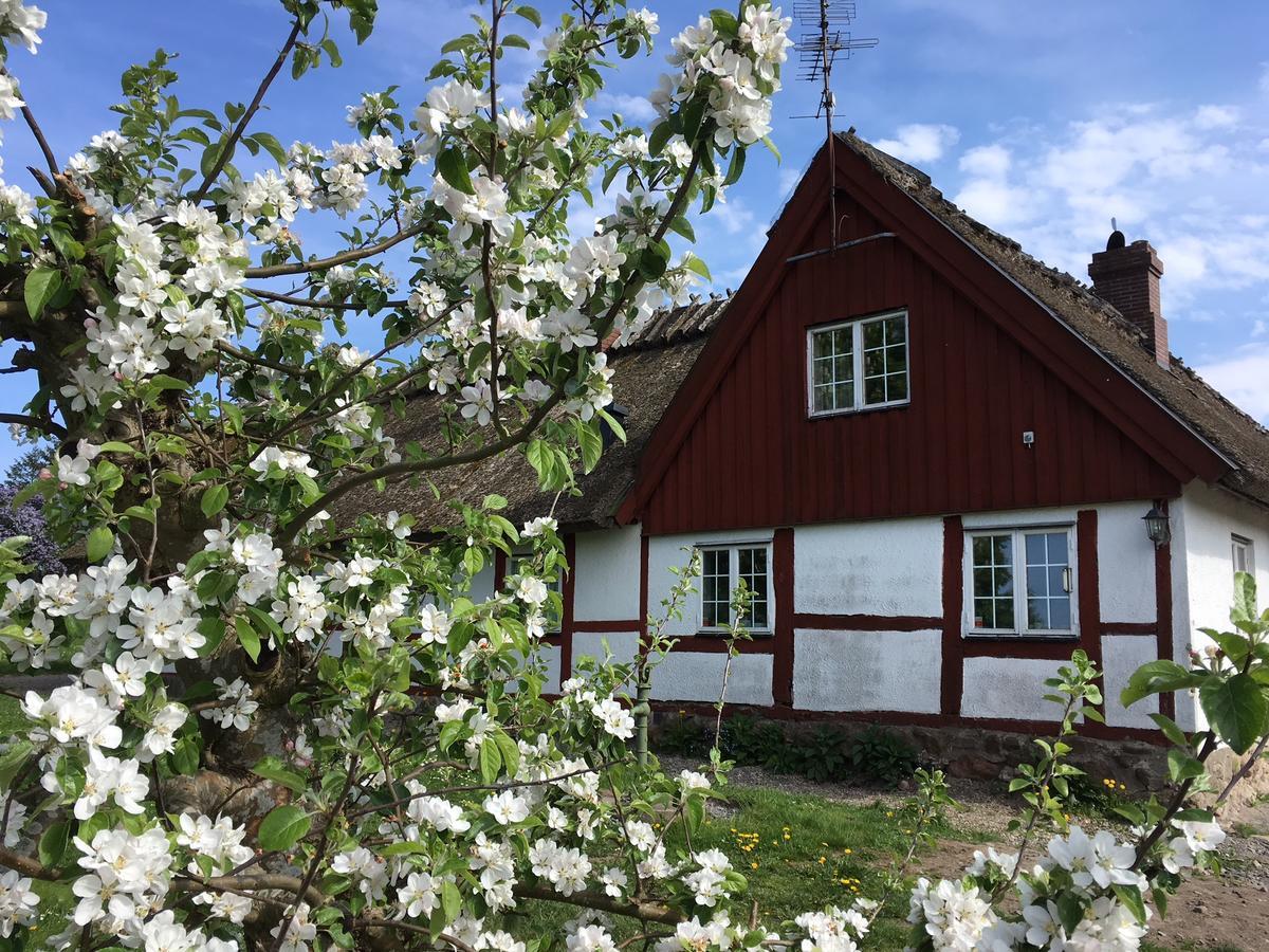 Kastanjegården på Stenshuvud Kivik Eksteriør bilde